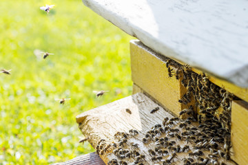 Bees flying with  nectar to beehive, close up view with meadow background. Apiculture concept 