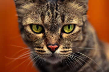 A cat on an orange background. 