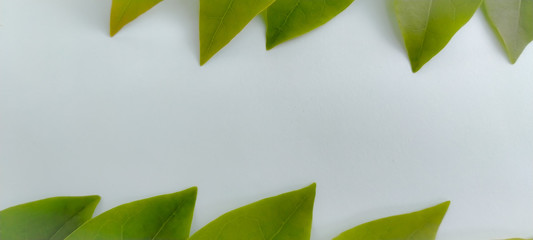 green leaves background