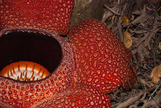 Rafflesia, the biggest flower in the world. This species located in Ranau Sabah, Borneo.