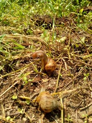 Snails (Bekicot, Achatina fulica, African giant snail, Archachatina marginata) in with natural background
