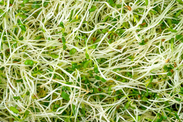Micro greens. Healthy and fresh organic food, restaurant serving concept. Top view, copy space