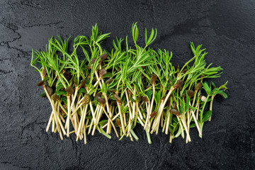Micro greens on a black concrete background. Healthy and fresh organic food, restaurant serving concept. Top view, copy space