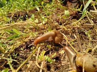 Snails (Bekicot, Achatina fulica, African giant snail, Archachatina marginata) in with natural background