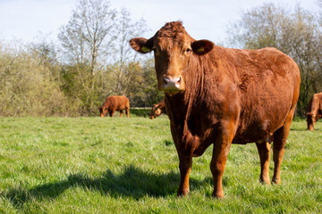 Cattle grazing in the field