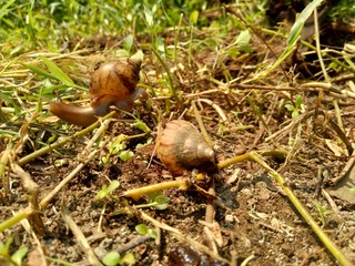 Snails (Bekicot, Achatina fulica, African giant snail, Archachatina marginata) in with natural background