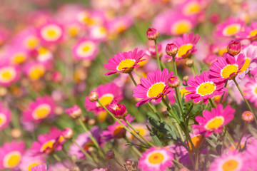 Pink marguerite flowers blooming in spring time