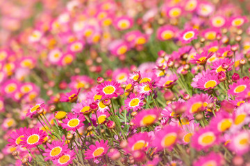 Pink marguerite flowers blooming in spring time