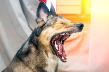 Funny portrait of cute smiling dog. Pet care and animals concept. the love of a pet. the dog opens its mouth, yawns, and screams