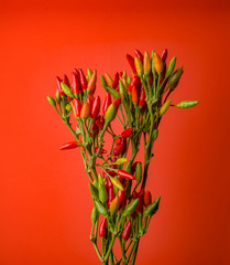 Branch of fire Pepper paprika on the red