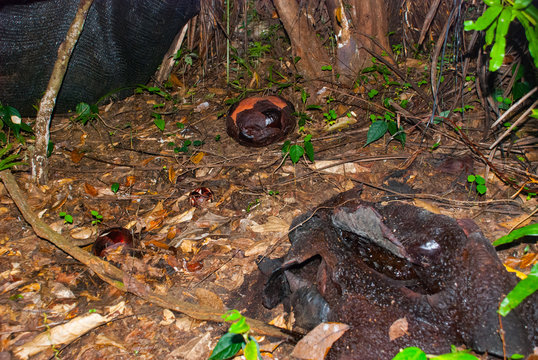 Rafflesia, the biggest flower in the world. This species located in Ranau Sabah, Borneo.