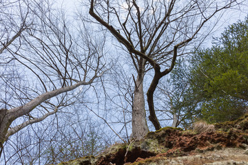 City Sigulda, Latvia. Historic sand cliffs and trees. Travel photo.