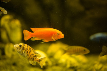 African cichlids swimming in aquarium