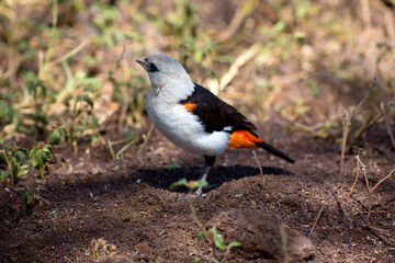 Obraz premium Starweber