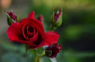 Mystical red rose Bud, macro, close, on a green background