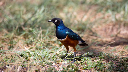 Obraz premium Dreifarben-Glanzstar