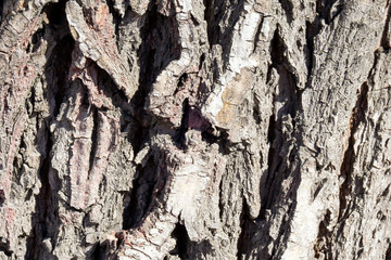 bark texture photo brown for the background. using old tree for design
