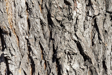 dark brown of a tree bark of an oak background texture