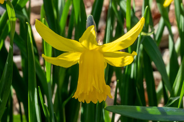 Daffodil (narcissus) 'February Gold' a yellow flower bulbous plant growing outdoors in the spring season