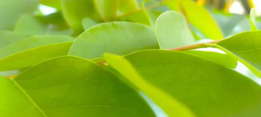 close up of a banana leaf