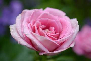Delicate pink rose blooms, top view, close-up, macro