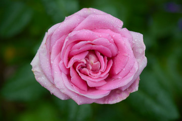Delicate pink rose blooms, top view, close-up, macro