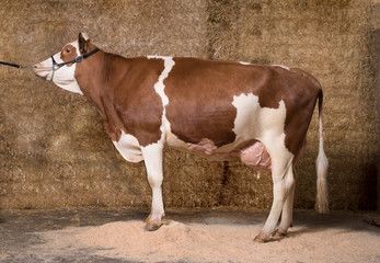 Sch&ouml;ne preisgekr&ouml;nte Milchkuh pr&auml;sentiert sich bei einer Ausstellung 