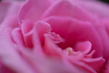 Delicate pink rose blooms, top view, close-up, macro