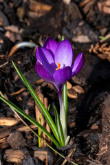 Crocus tommasiianus 'Ruby Giant' a purple springtime bulbous flower plant