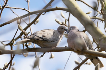 Pair of Eurasian collared dove (Streptopelia decaocto) during courtship on a tree