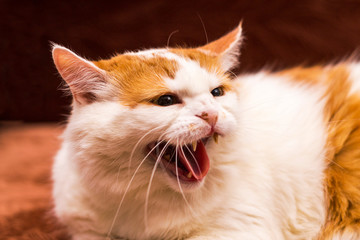 White cat with red spots growls