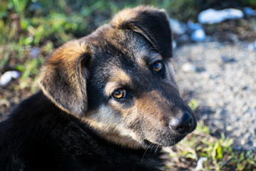 Abandoned puppy. The puppy looks gentle at the one who wants to adopt it