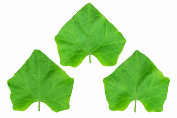 Fresh green coccinia or lvy gourd leaves isolated on white background with clipping path