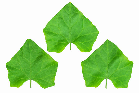 Fresh green coccinia or lvy gourd leaves isolated on white background with clipping path