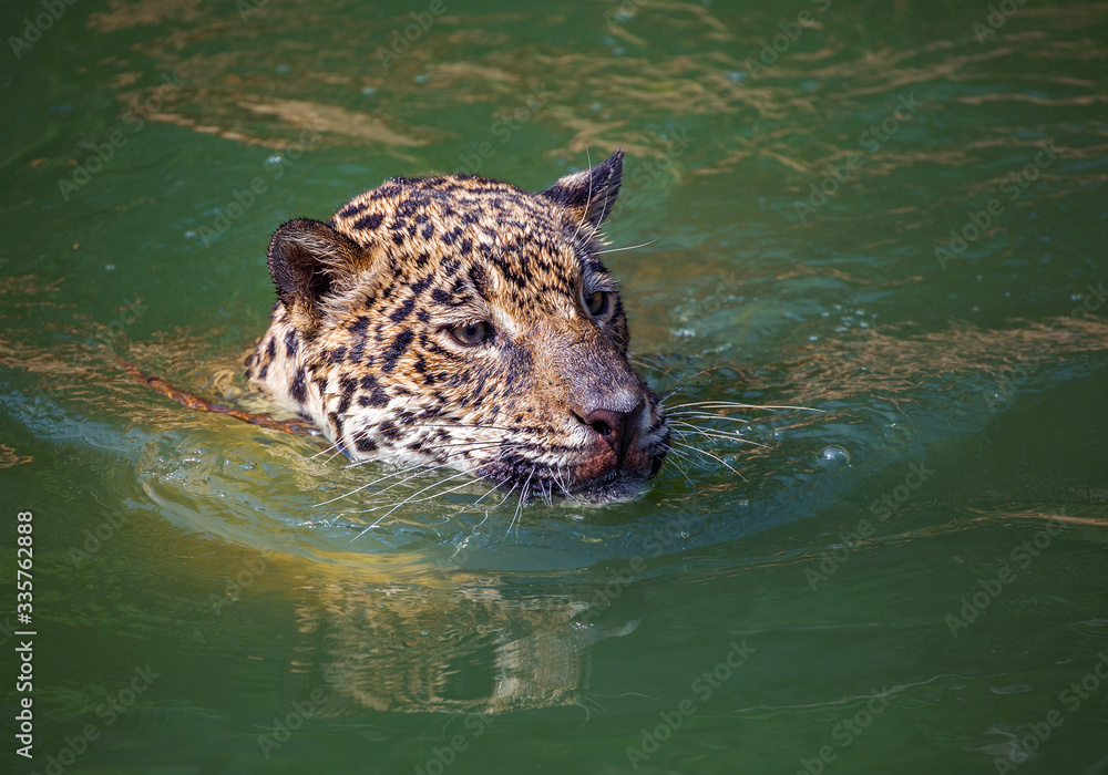 Wall mural Jaguars are swimming in nature.