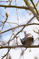 Eurasian collared dove (Streptopelia decaocto) on magnolia tree