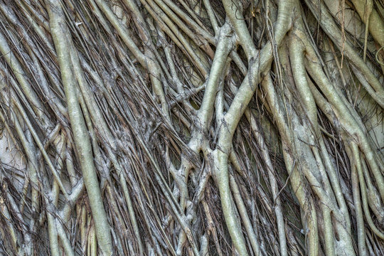Pattern of the banyan root for the background.