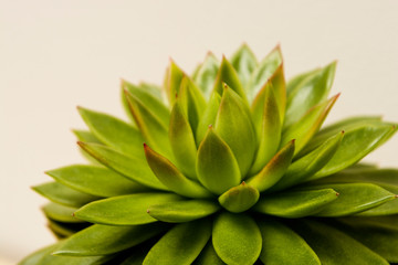 Succulent plant indoor decorative pot flower.