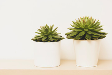 Succulent plant indoor decorative pot flower with copy space.