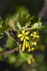 Yellow flowers and green leaves of black currant bush at sunny day, close up