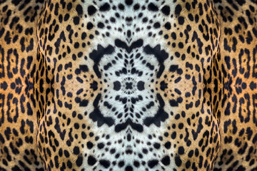 Colorful patterns of leopard skin. © MrPreecha
