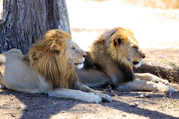 Löwen in der Serengeti
