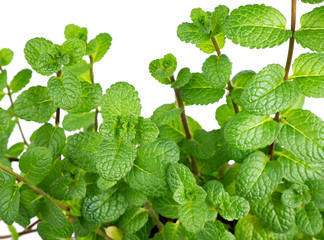Mint plants