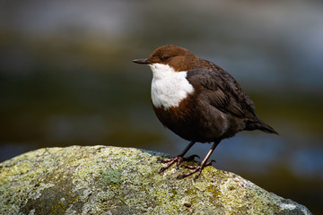 Cute white-throated dipper, cinclus cinclus, sitting on a stone with moss in river. Appealing water bird resting on a rock in spring nature from front with copy space. Animal wildlife.