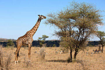 Giraffenbulle