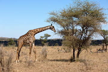 Giraffenbulle