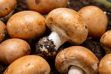 High quality organic brown champignon mushrooms growing in caves