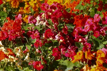 Colorful nasturtium edible flowers (Tropaeolum majus) grow in the garden
Also known as garden nasturtium, monks cress, or indian cress