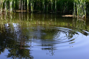 Fototapeta na wymiar Circles on the water. Wave ripple circle on the lake 