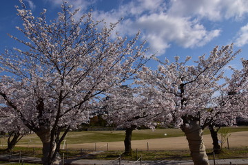 Obraz premium 春の姫路城